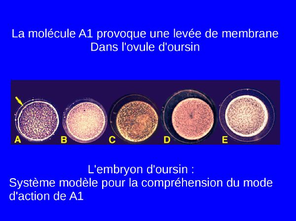 trois_32