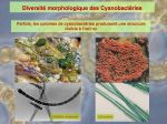 Diapositive28