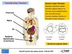 Diapositive25