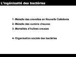 Diapositive10