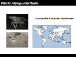 Diapositive11
