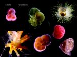 Cafe_Sciences_Colomban_12