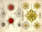 Cafe_Sciences_Colomban_07