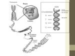 Diapositive3