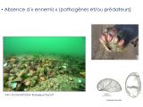 Diapositive53