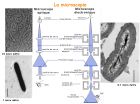 Diapositive11