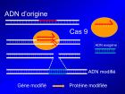 Diapositive41