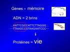 Diapositive06