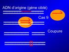 Diapositive31