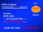 Diapositive18