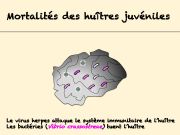 Diapositive44
